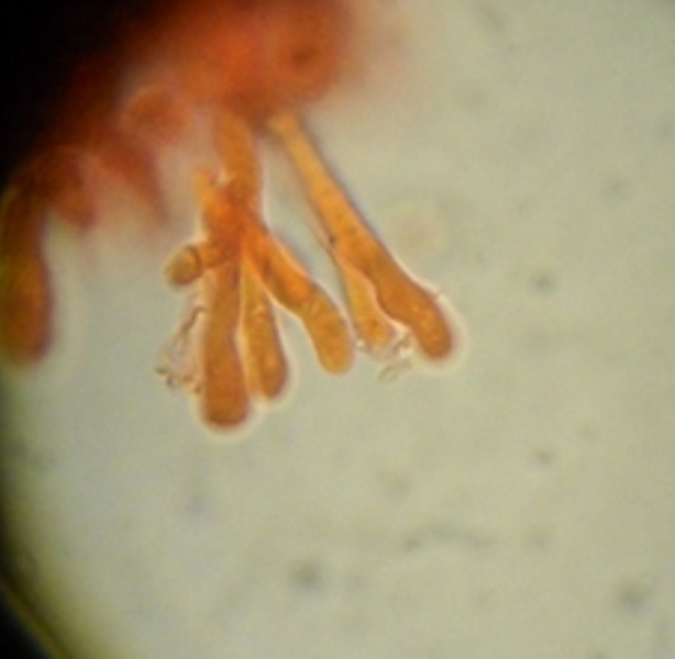 Byssomerulius corium? (Byssomerulius corium)